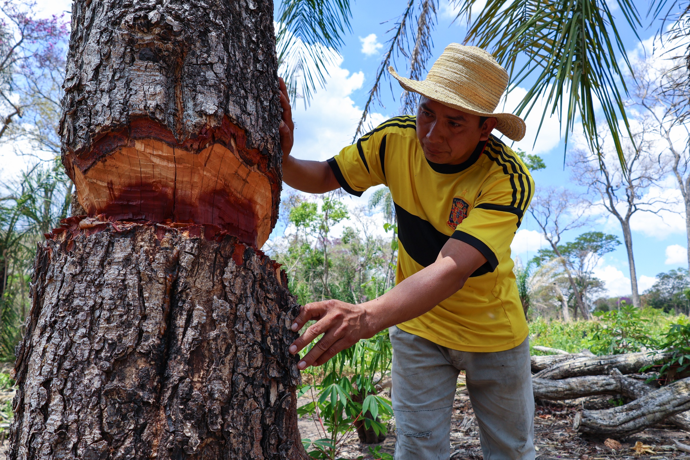 Alcides Tomichá, presidente de la comunidad Los Ángeles, señala el árbol que estaba siendo talado por avasalladores cuando fueron sorprendidos por una comitiva de monitoreo territorial de Monte Verde | Foto: Edy Yobany Velasco Alanes