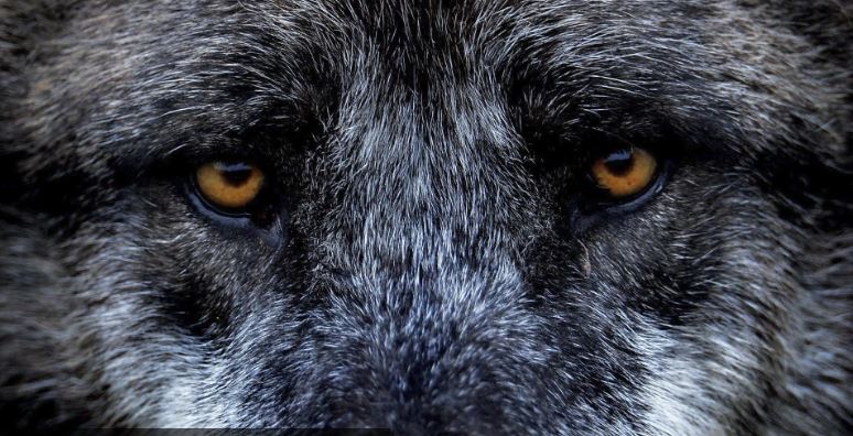 Un lobo recorrió 1.240 kilómetros entre Alemania y España, su ruta fue documentada