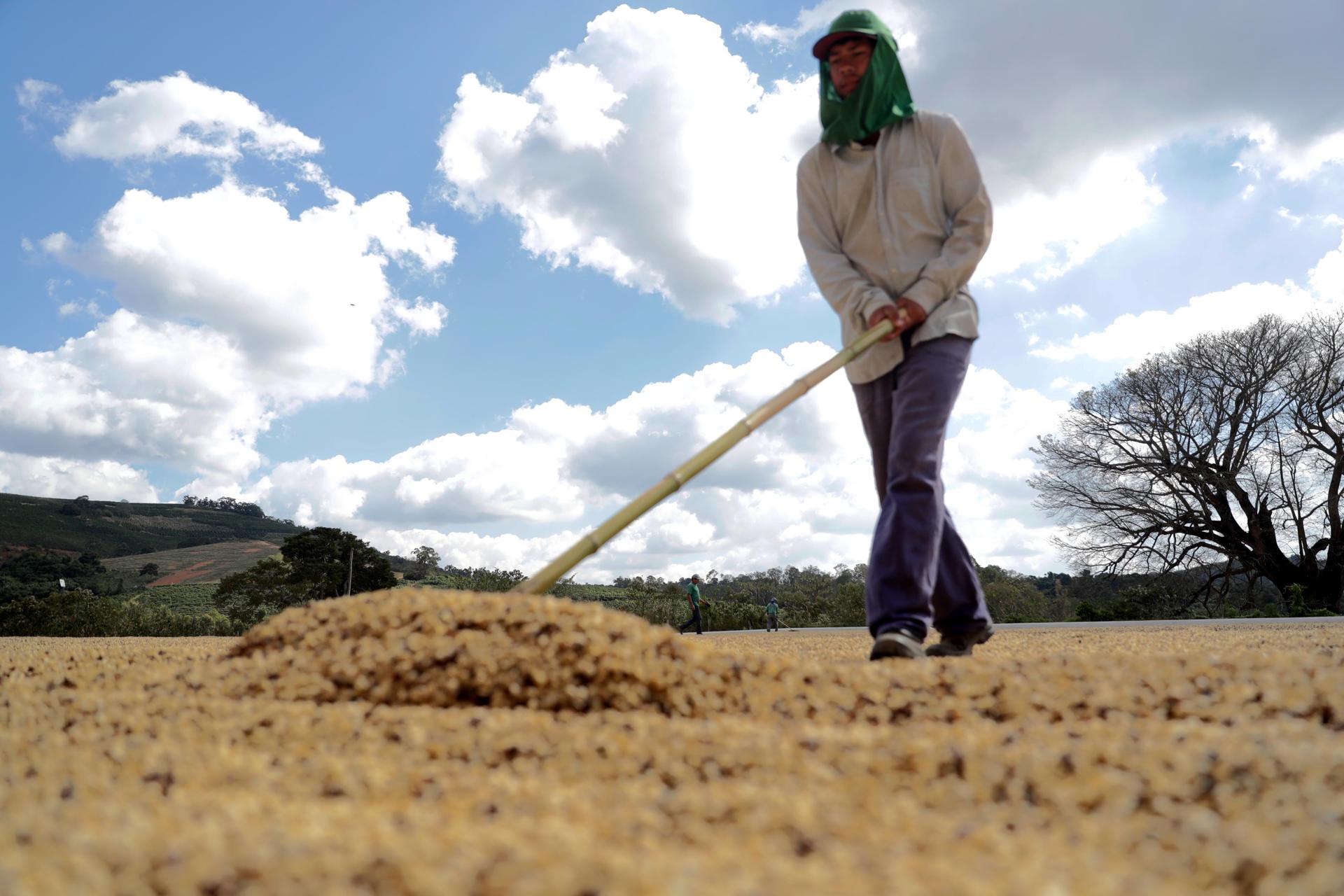 Las exportaciones de café brasileño se dispararon un 48,9 % en febrero