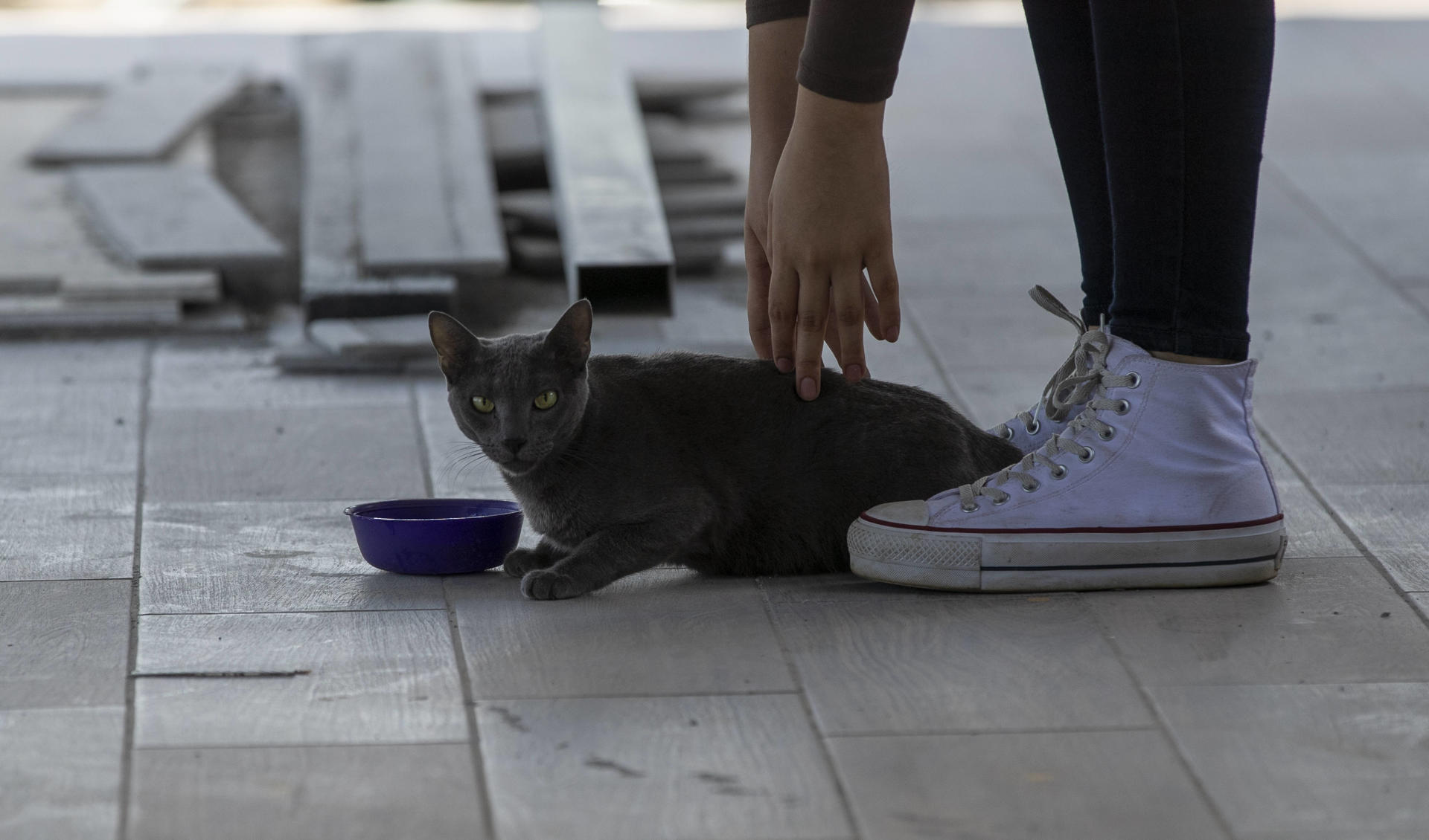 Los humanos transmiten más virus a los animales que al contrario, según un estudio