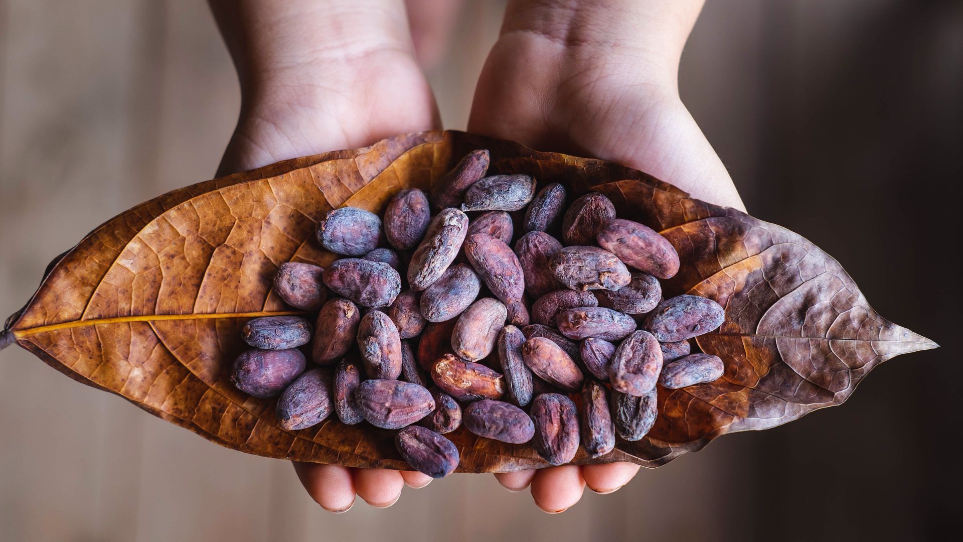 Bolivia gana dos medallas por su cacao