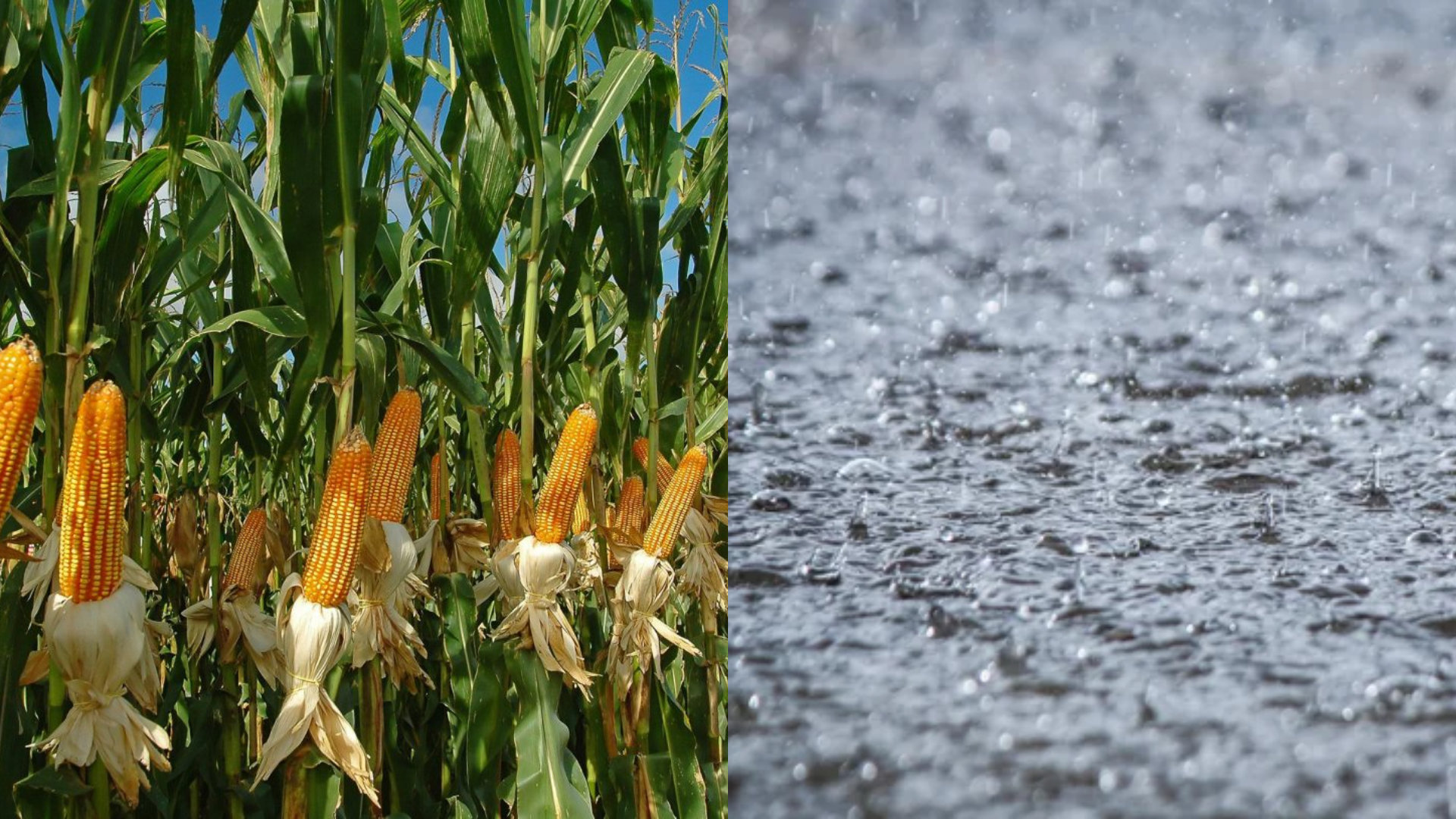 Lluvias de marzo útiles para la soya del este y el maíz del Chaco