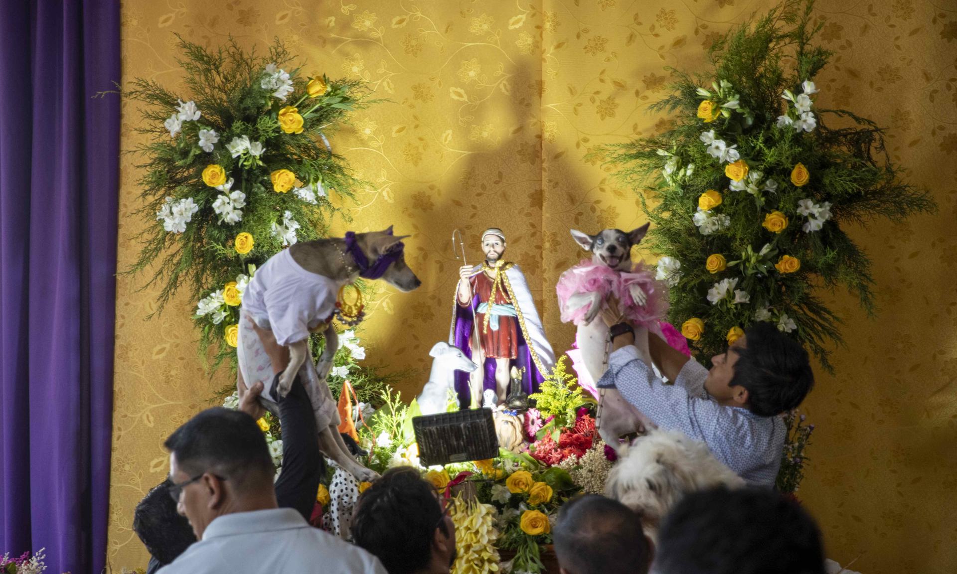 Perros disfrazados son bendecidos por San Lázaro en una iglesia de Nicaragua