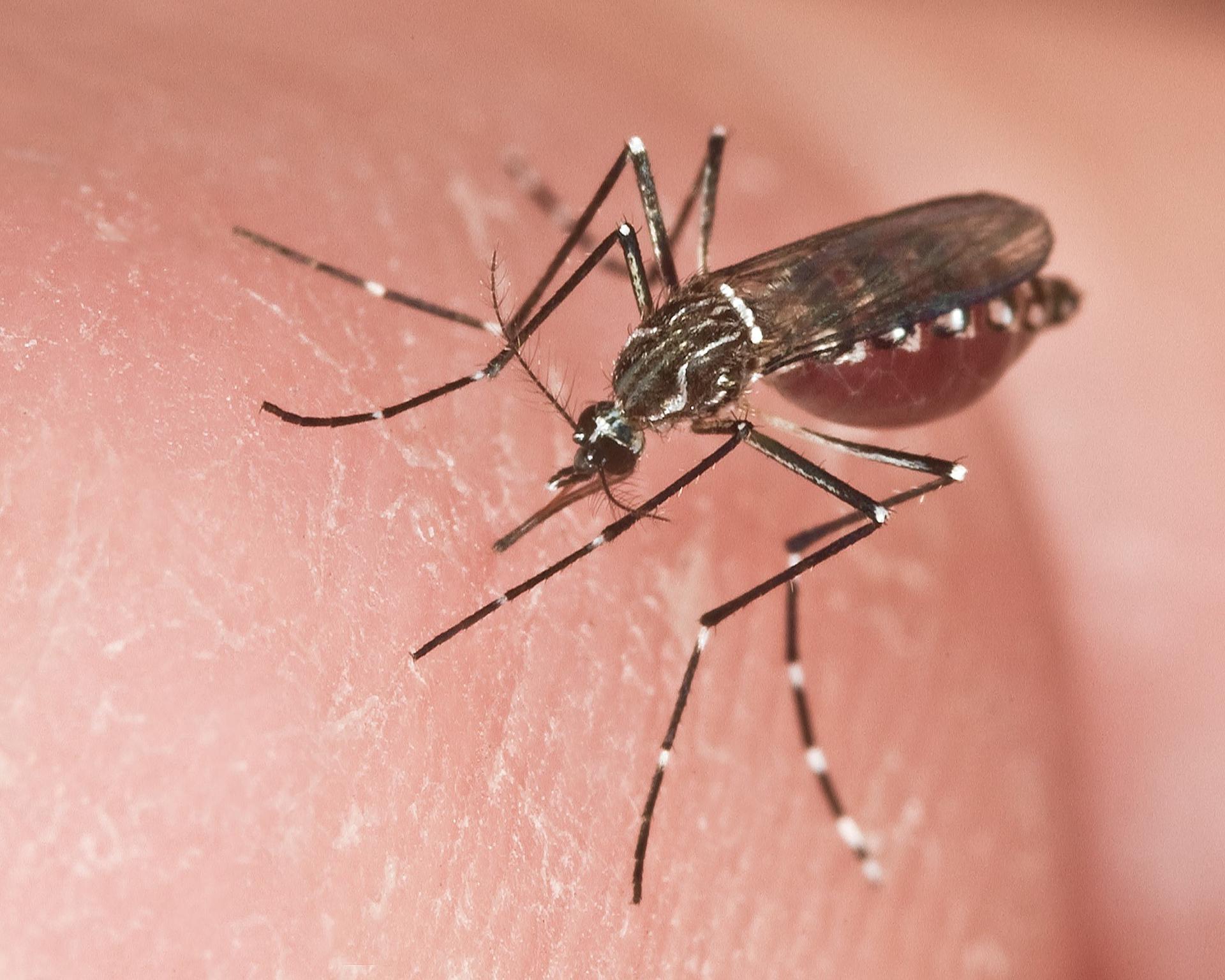 Hallan que el Aedes aegypti se adapta a temperaturas locales en medio de crisis climática