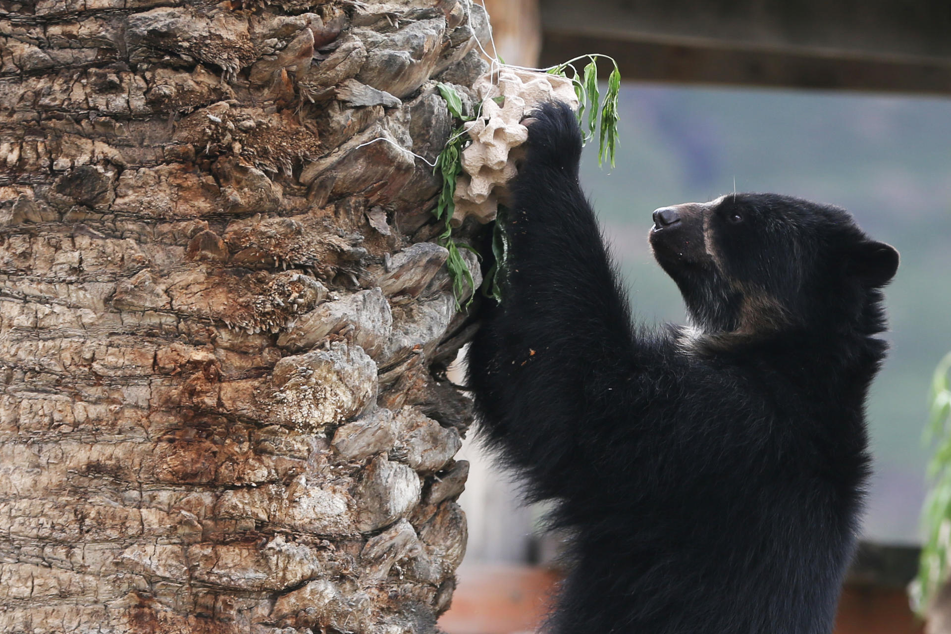 El oso andino, un emblema contra el tráfico ilegal de fauna silvestre en Bolivia