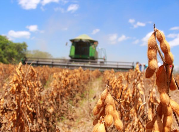 La soya se desploma un 70,7% en el primer trimestre de 2024