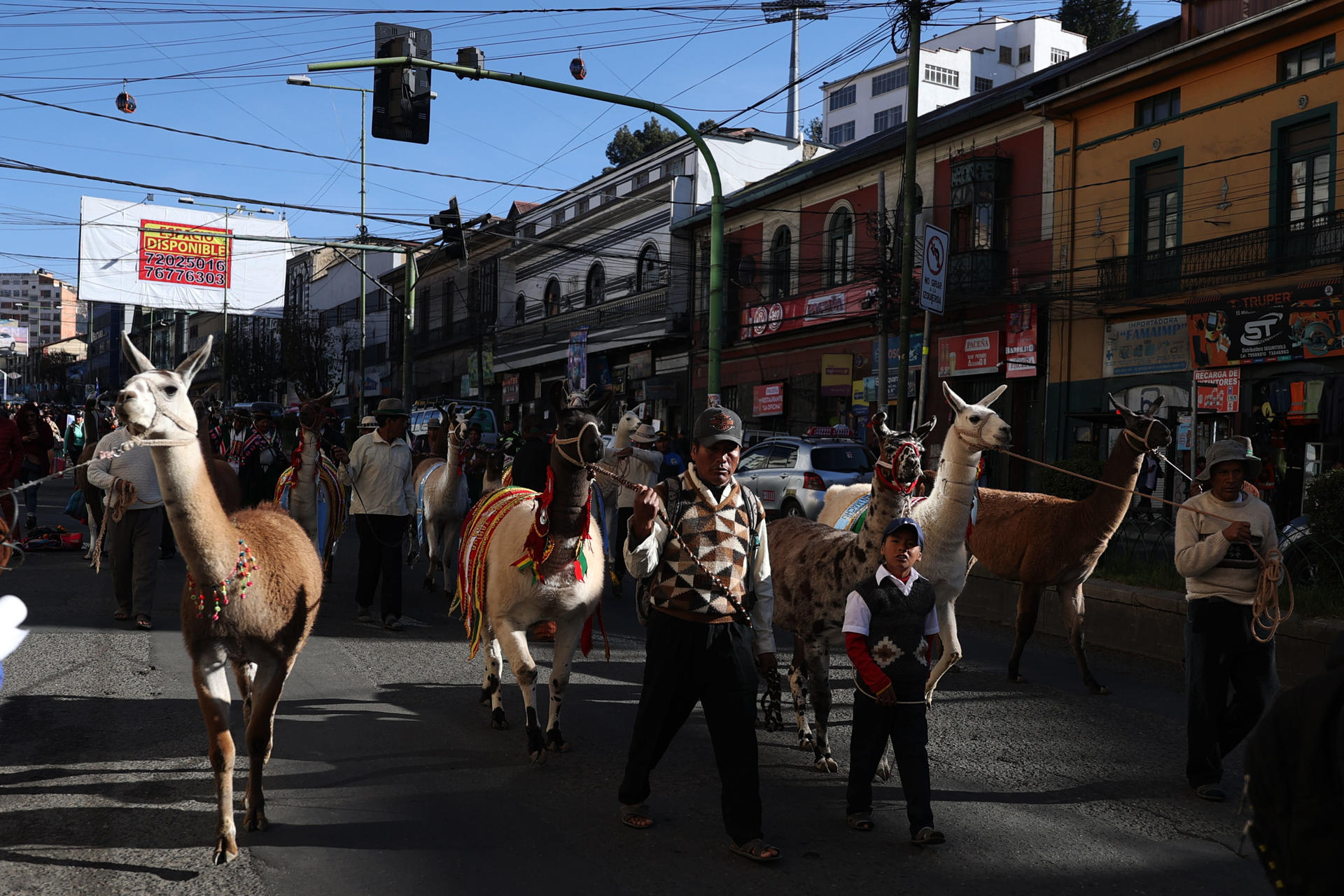 Bolivia lanza el Año Internacional de los Camélidos para impulsar la producción local