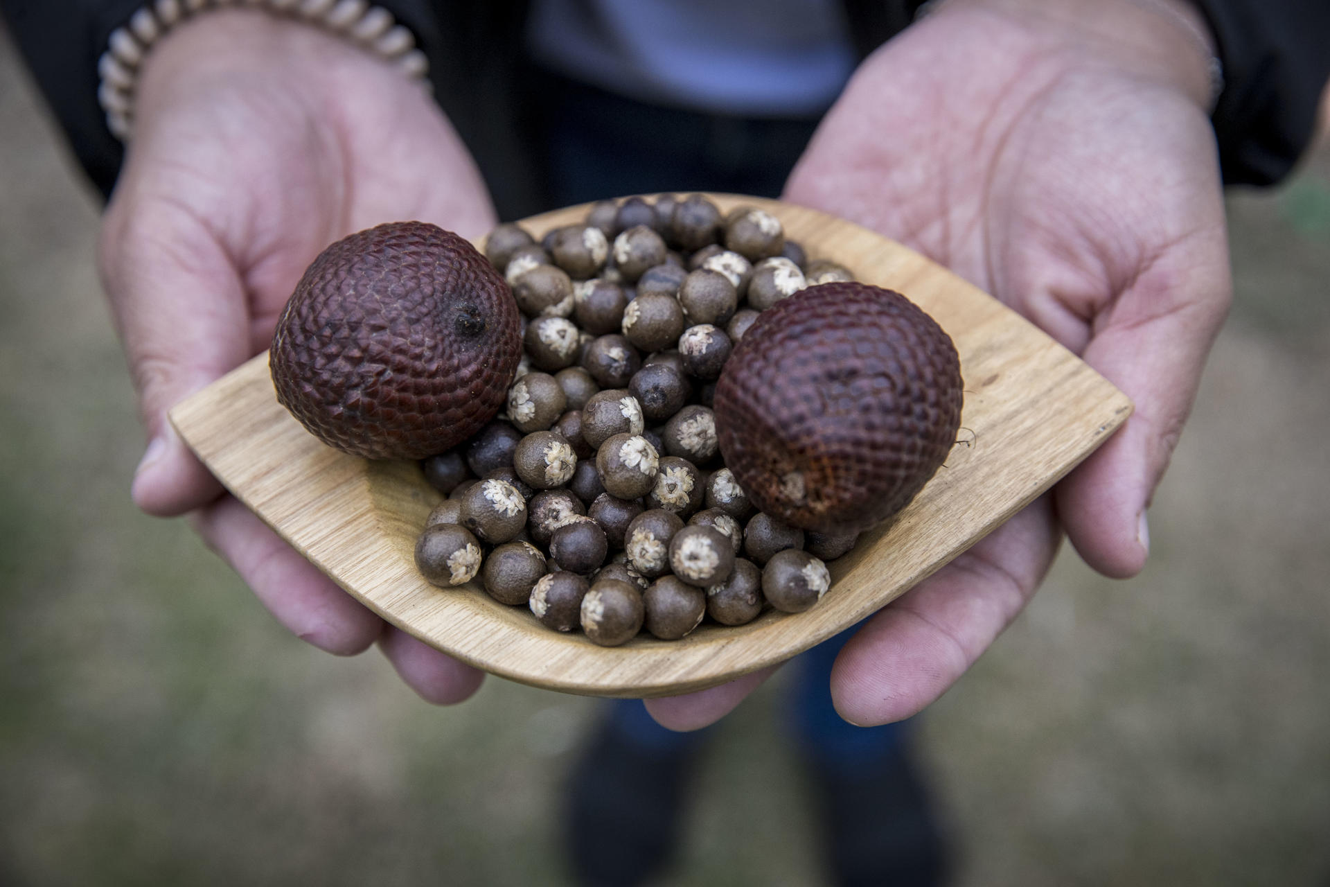 El asaí, el ´súper alimento´ que da sustento a indígenas guardianes del bosque en Bolivia