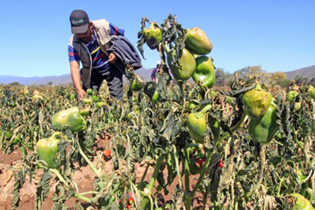 Bajas temperaturas anticipan “invierno helado” con efectos para la producción de alimentos