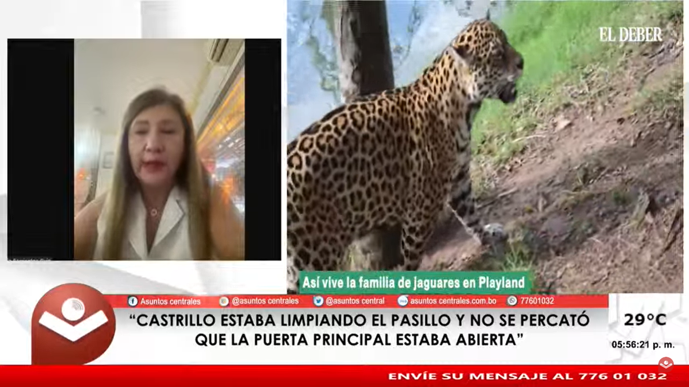 Fiscalía revela que la jaguar hembra también atacó a una llama y estuvo fuera del área de seguridad