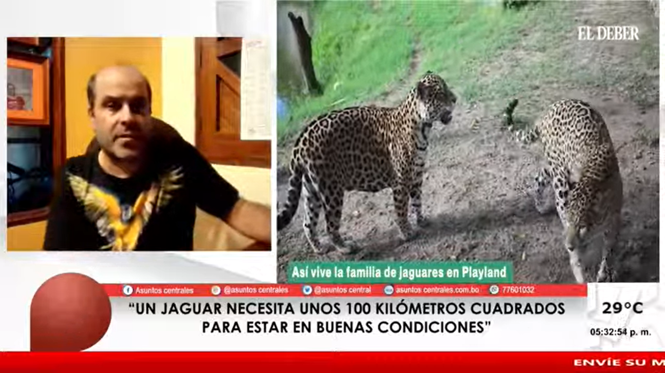 Biólogo advierte que un jaguar necesita 100 kilómetros cuadrados de selva para estar en buenas condiciones