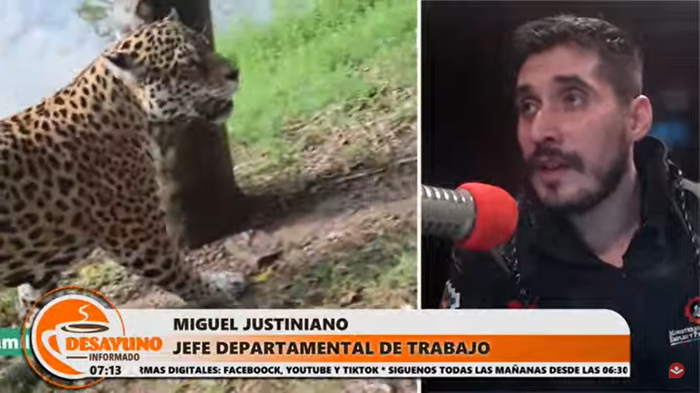 Indagan si hubo negligencia en PlayLand Park por la muerte de un cuidante tras ataque de una jaguar