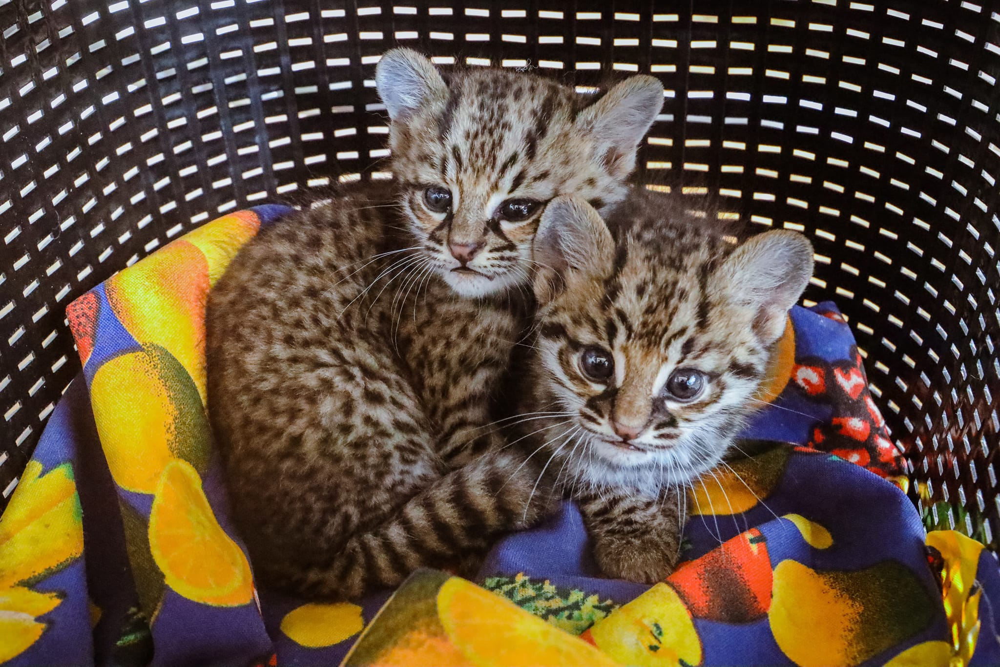 Rescatan  cachorros de Gato Montés en Santa Cruz: Un esfuerzo por la conservación