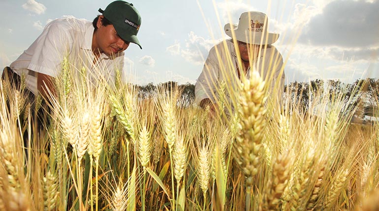 Falta de agua y combustibles complican la producción de trigo en Bolivia