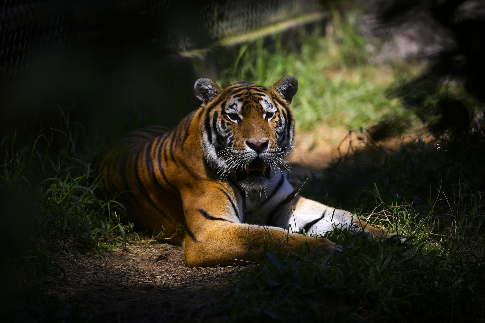 El número de tigres aumenta, pero tres subespecies han desaparecido en los últimos años