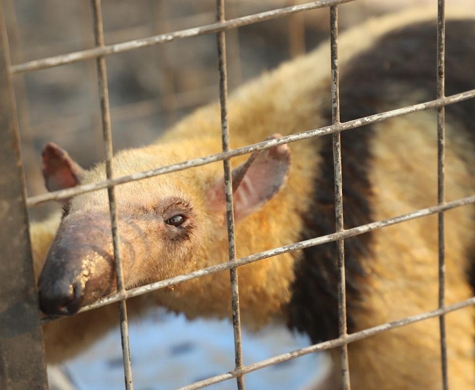 Gobernación de Santa Cruz rescata 6 animales silvestres afectados por incendios en San Matías