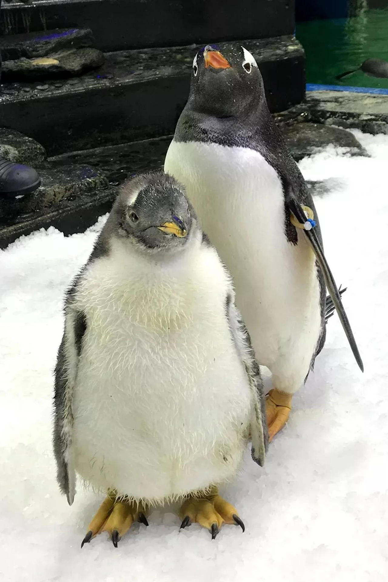 Muere Sphen, el famoso pingüino gay australiano que incubó una cría con su pareja Magic