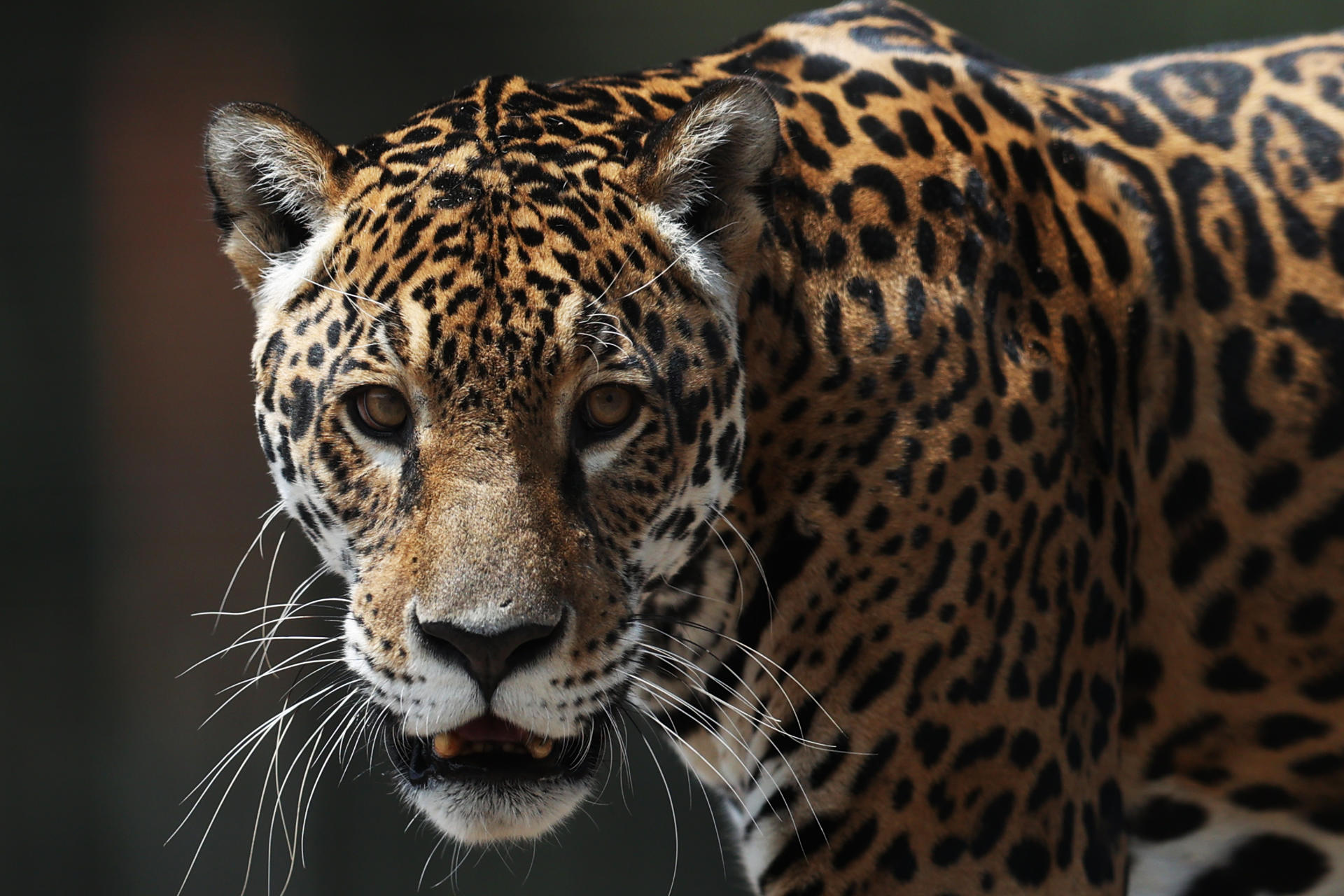 La nueva vida de tres jaguares sobrevivientes del tráfico de fauna silvestre en Bolivia