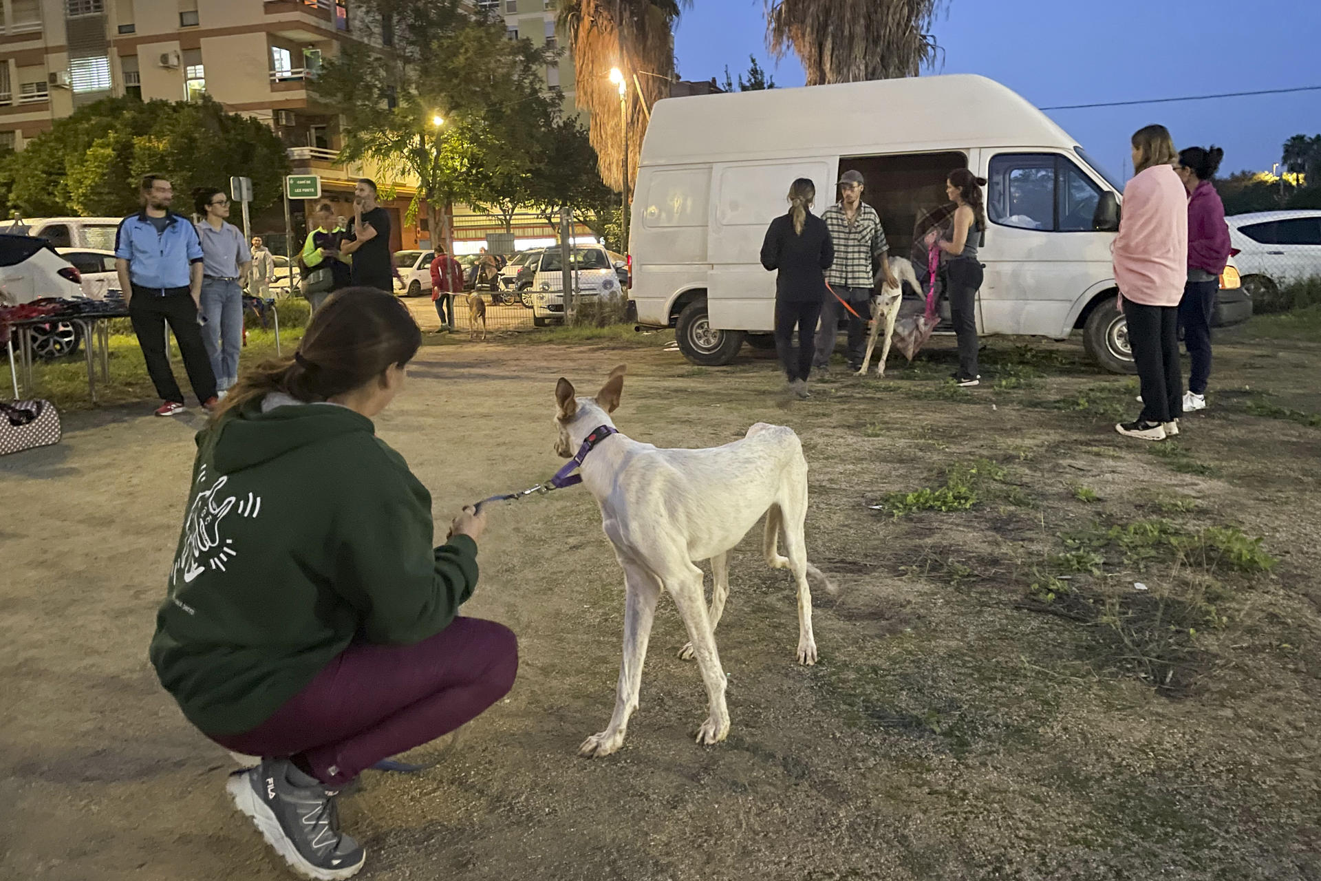 Un club de fútbol de València (España) acoge animales sin hogar por las lluvias