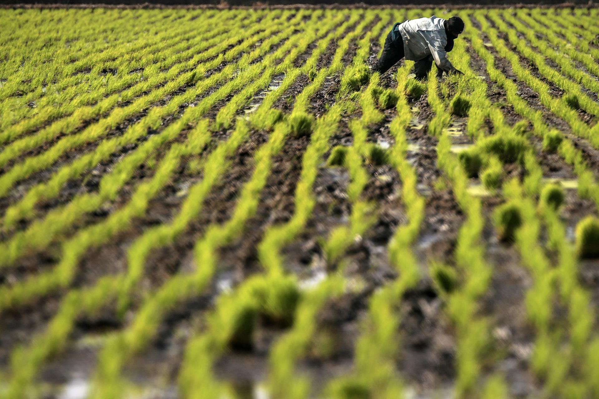 Bolivia elimina arancel al arroz importado para frenar alza de precios y asegurar abastecimiento