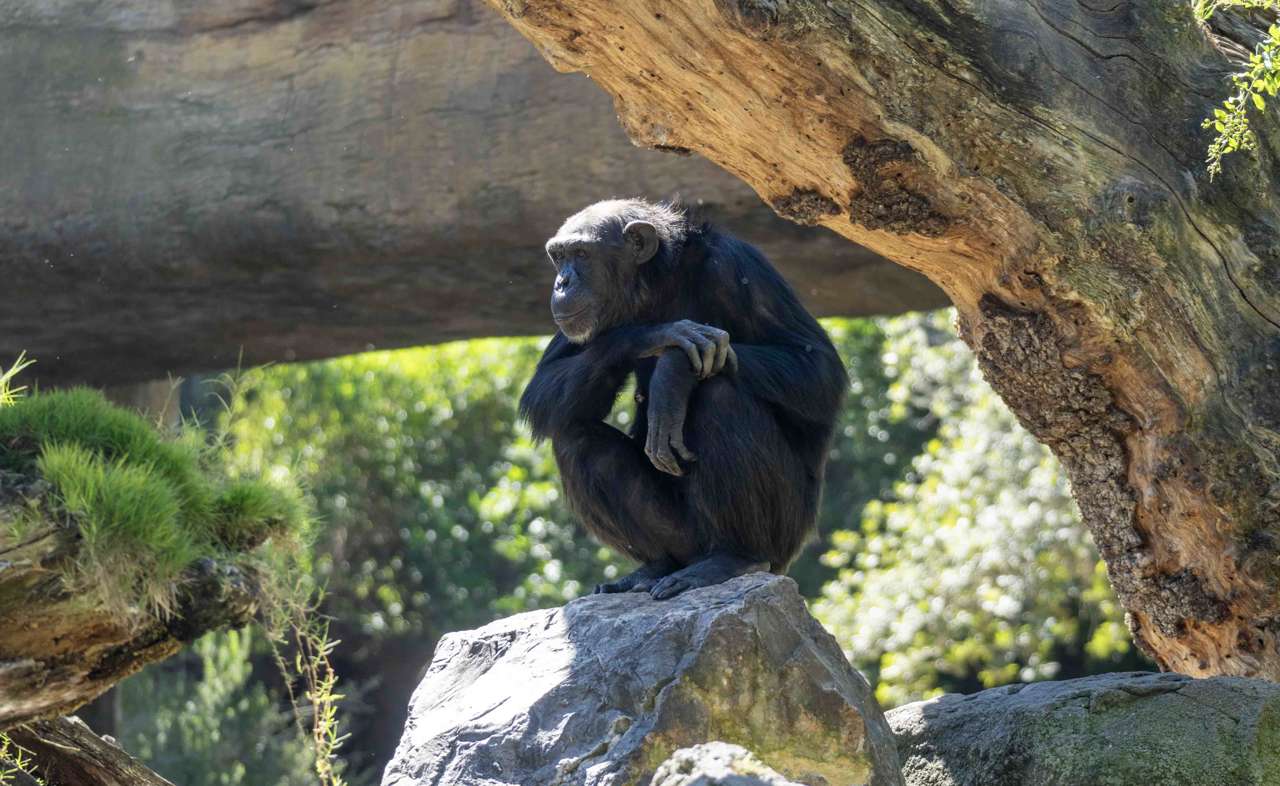 La chimpancé Natalia finalmente se desprende de los restos de su cría tras un prolongado duelo en BIOPARC Valencia