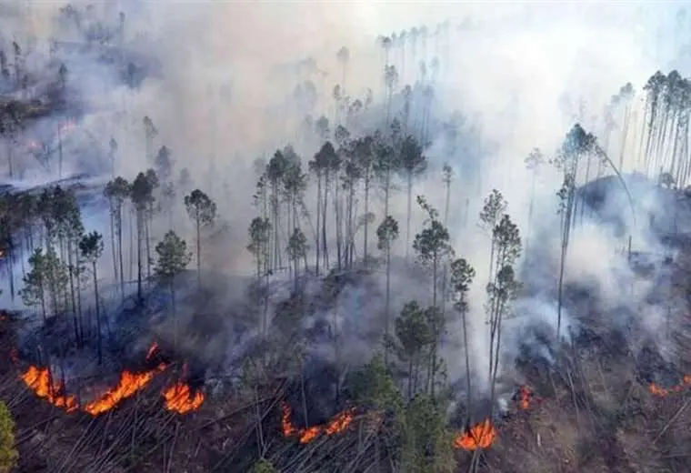 Holocausto ambiental 2024: destrucción a gran escala provocado por los siniestros forestales