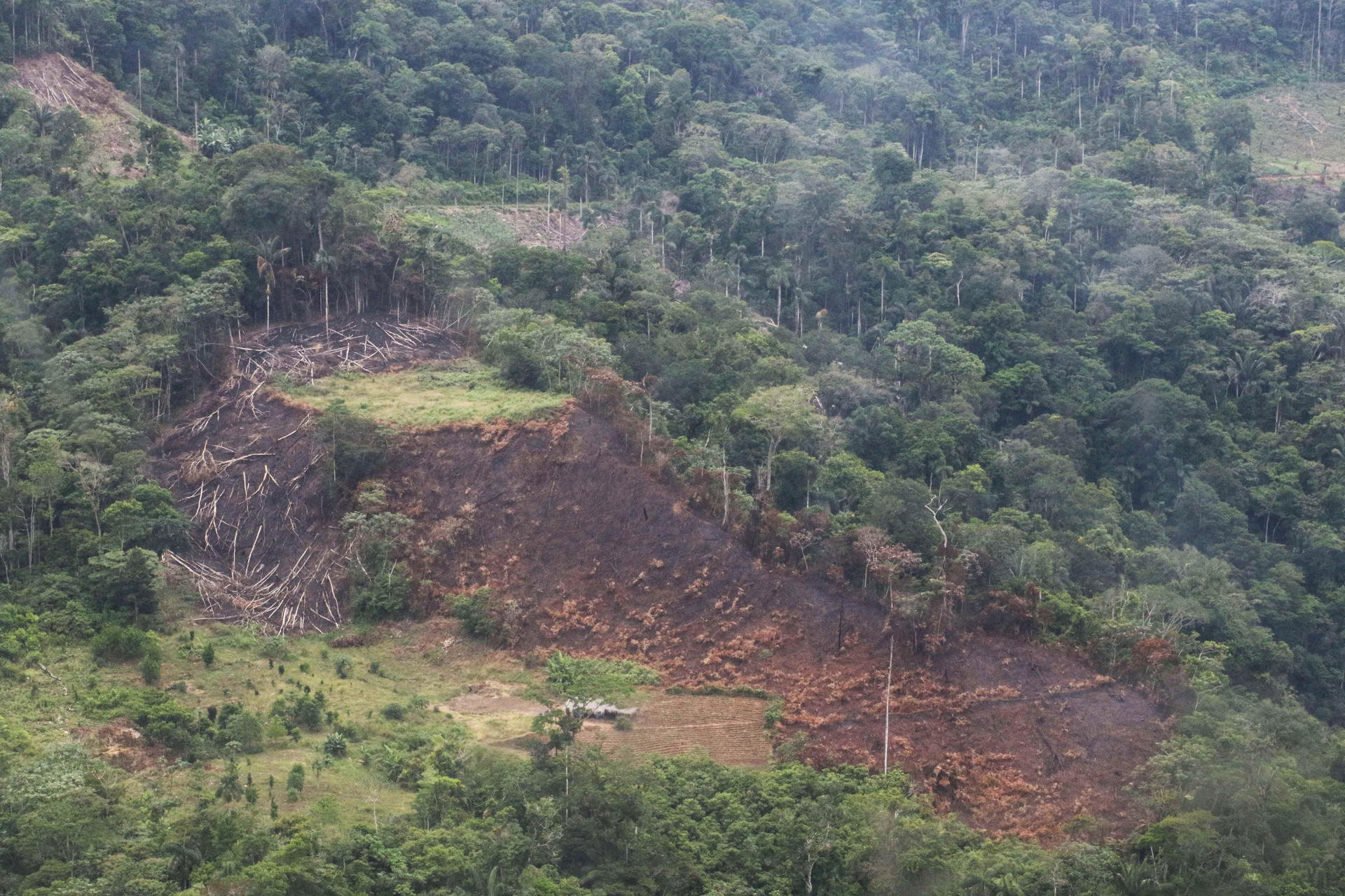 Bolivia erradica hoja de coca en plantaciones que exceden los limites de zonas autorizadas