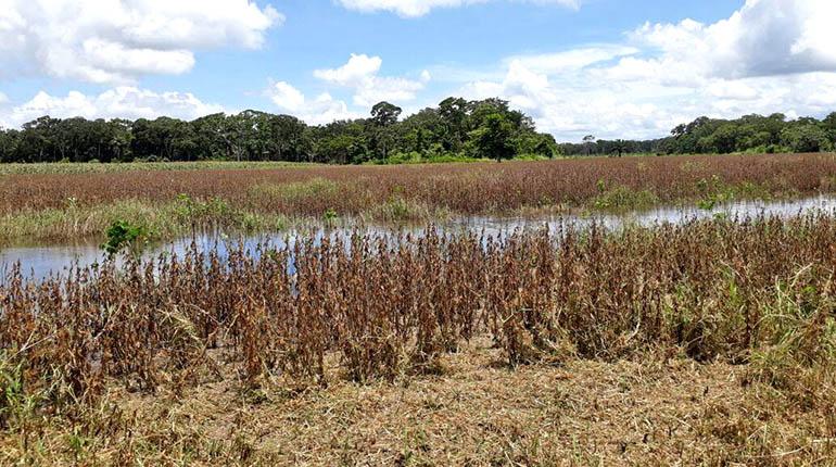 Altas temperaturas, lluvias sectorizadas y falta de diésel agravan la crisis agrícola en Santa Cruz