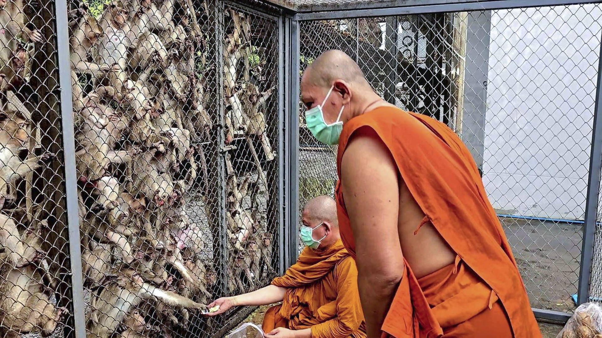 Decenas de monos invaden una comisaría de Policía en Tailandia tras escapar de una jaula