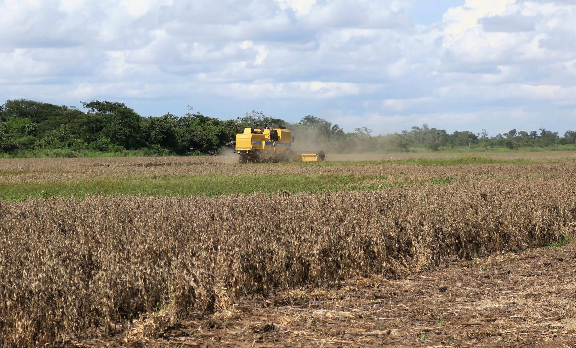 La exportación de soya cae en más de 500 millones de dólares en Bolivia por la sequía