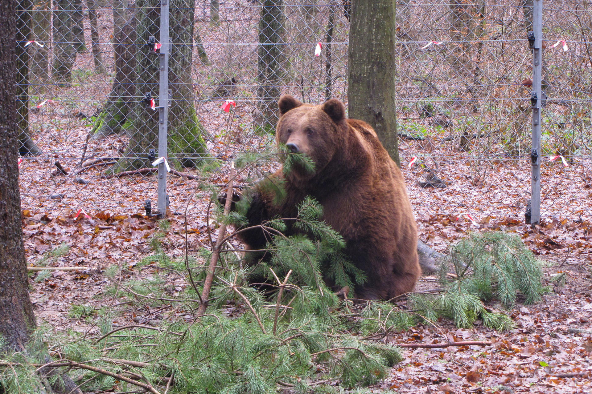 El rescate de dos osos, símbolo de la protección animal en la Ucrania invadida por Rusia