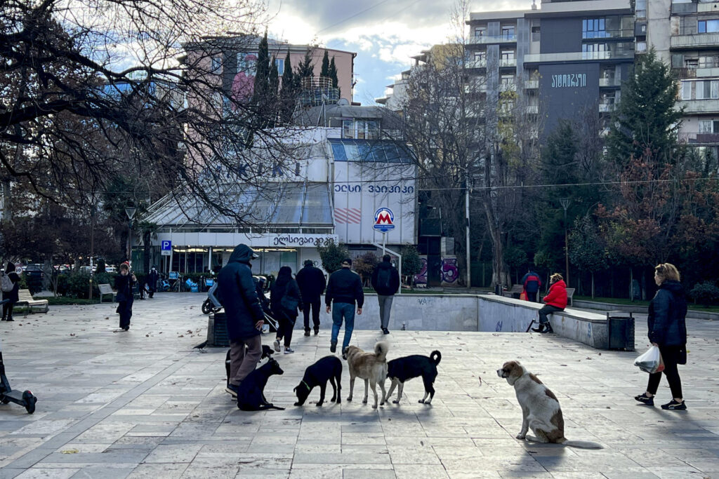 Tiflis, una urbe amable con sus perros callejeros