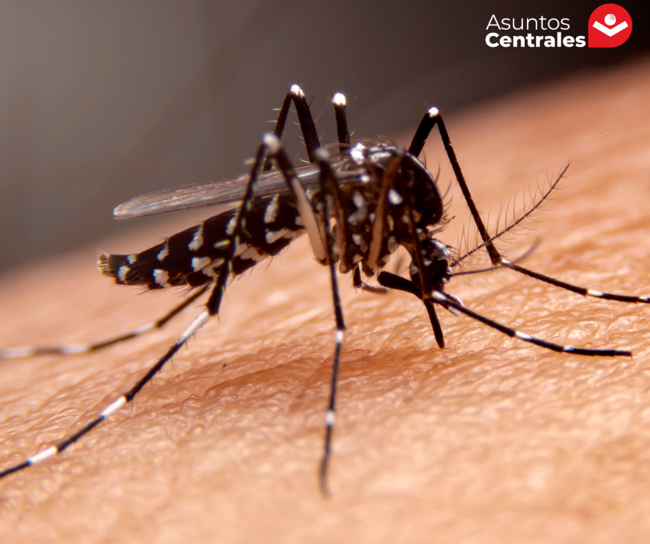 Alerta sanitaria roja en Pando por aumento de casos de dengue: Autoridades piden acciones inmediatas