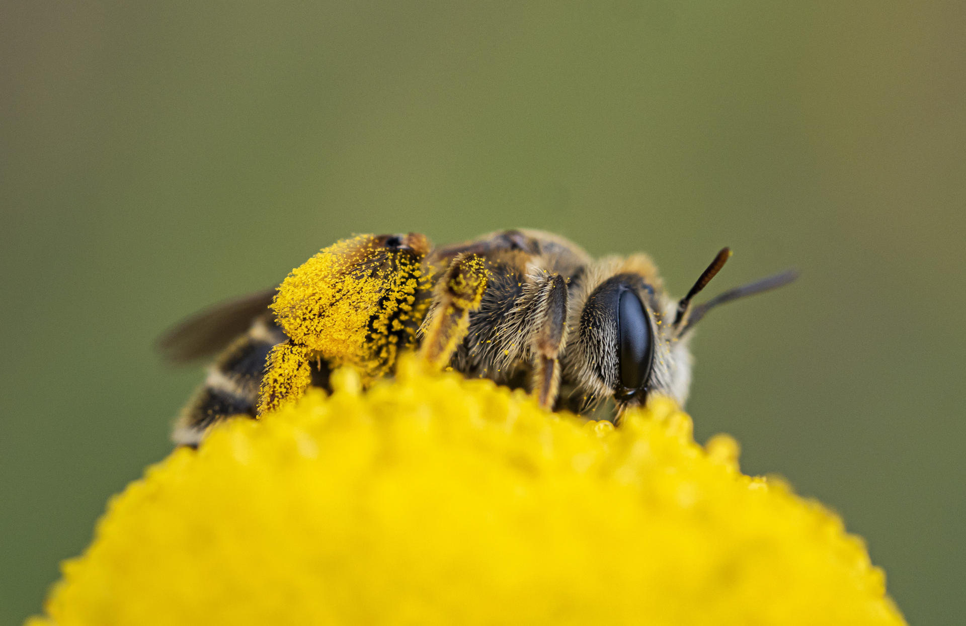 Un macroestudio revela que los plaguicidas son responsables de la crisis de la biodiversidad