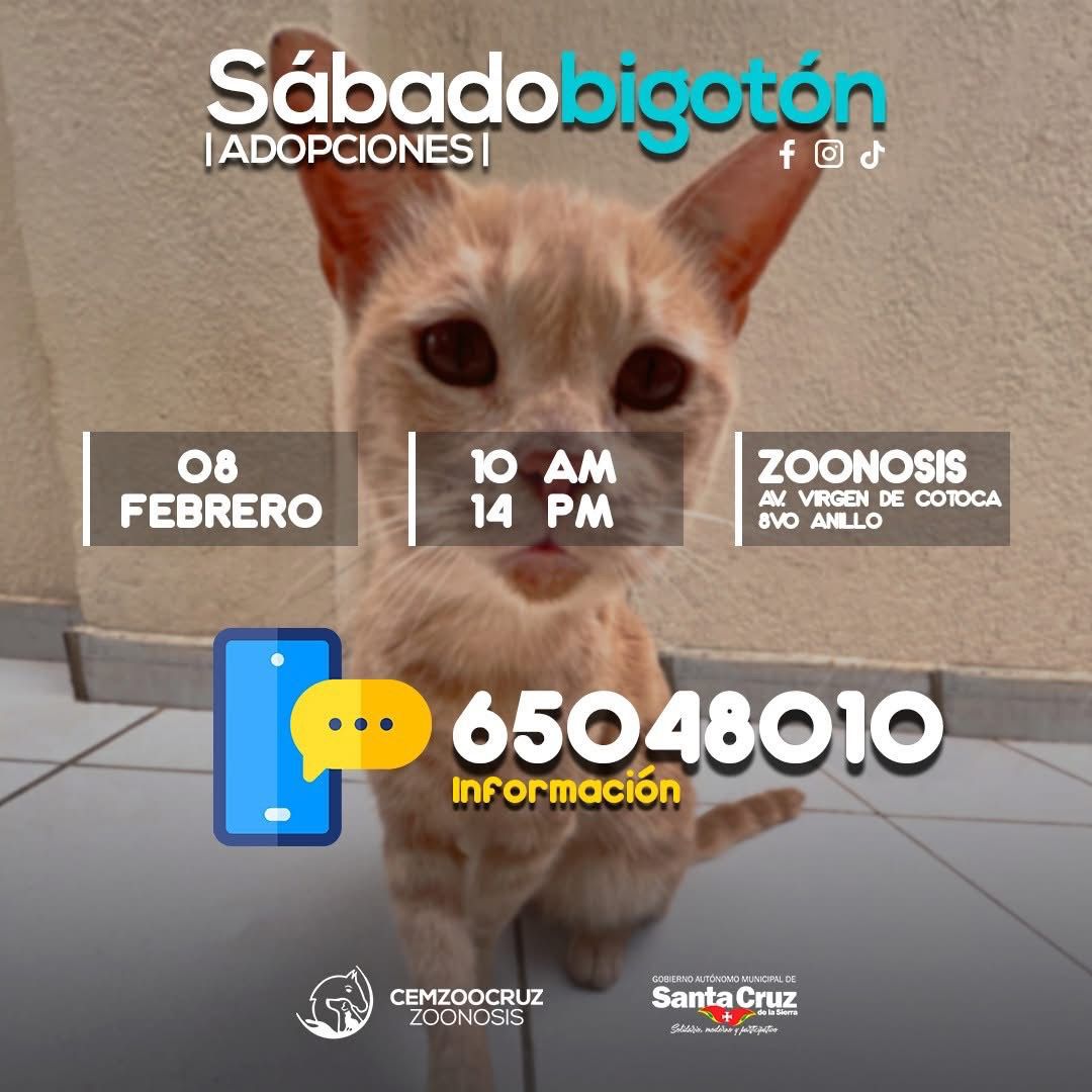 Feria de adopción “Sábado Bigotón” busca dar hogar a canes y felinos en Santa Cruz