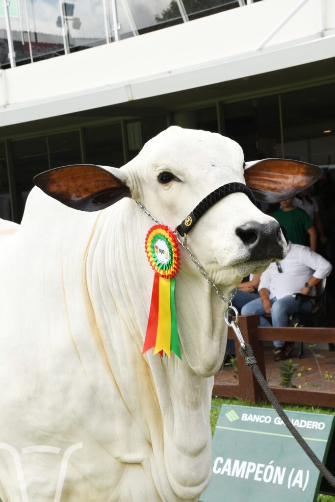 Expocruz 2025 consagra a los Grandes Campeones de las razas cebuinas