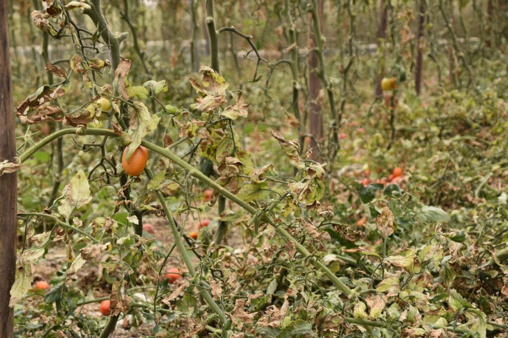 La crisis climática destroza cultivos y condena al hambre a millones de personas