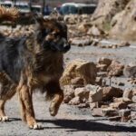 El “policía de cuatro patas” que acompañó el desbloqueo entre Parotani y Llavini y se ganó el cariño de los efectivos