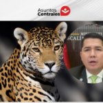 Detienen preventivamente a un sospechoso por el biocidio de un jaguar en Guayaramerín